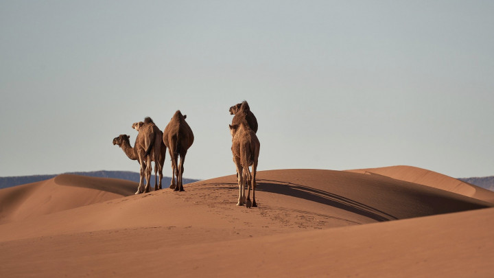 Counting Camels in The Desert – Drones Lead a Path to Sustainable Agriculture by Mapping 1,100 km2 of Farmlands